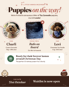 Cavoodle – Sunbury