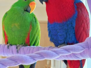 Parrots – Sydney