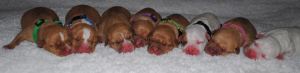 American Staffordshire Bull Terrier – Gold Coast
