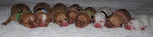 American Staffordshire Bull Terrier – Gold Coast