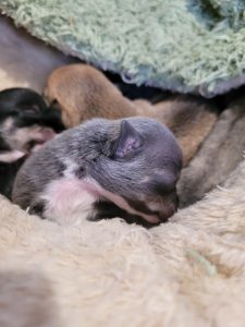 Chihuahua – Goulburn