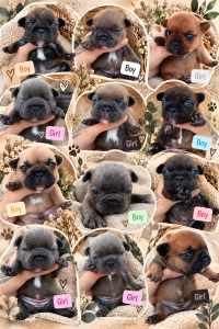 French Bulldog – Waterford West