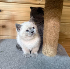 British Shorthair – Point Cook