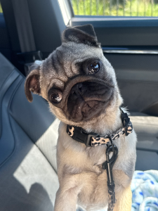 Pug – Adelaide
