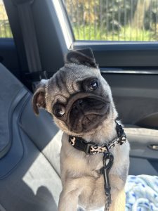 Pug – Adelaide