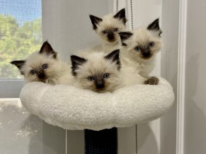 Ragdoll – Shepparton