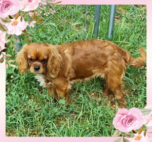 Cavalier King Charles Spaniel – Corowa