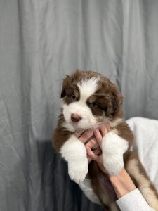 Australian Shepherd – Hunter Region