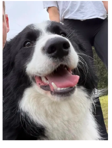 Border Collie – Bondi