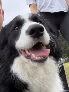 Border Collie – Bondi