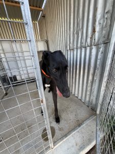 Greyhound – Mortlake