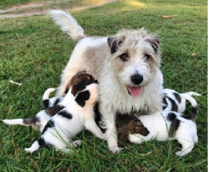 Jack Russell – Maclean