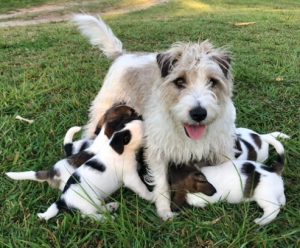 Jack Russell – Maclean