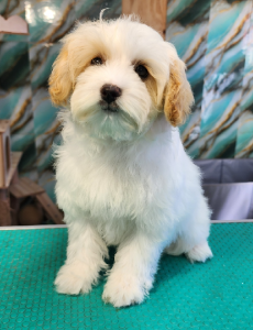 Cavoodle – Queanbeyan West