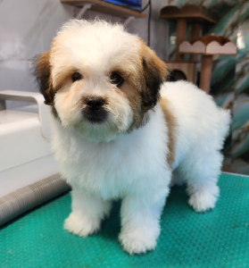 Shih Tzu – Queanbeyan