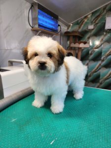Shih Tzu – Queanbeyan