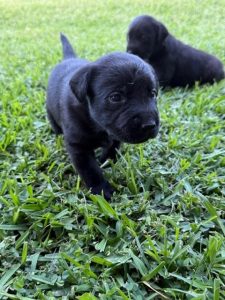 Dogs – Hay Point