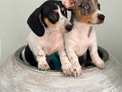 Dachshund – Iona