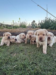 Labrador Retriever – Chinchilla