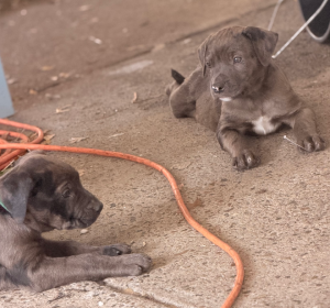 American Staffordshire Bull Terrier – Logan Central