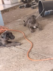 American Staffordshire Bull Terrier – Logan Central