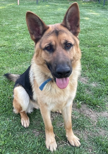Dogs – Picton