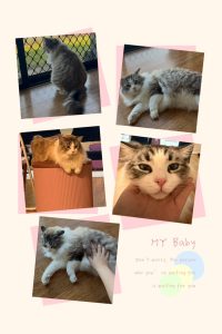 Ragdoll – Sunnybank