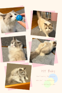 Ragdoll – Sunnybank