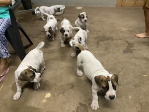 Mastiff – Gunn