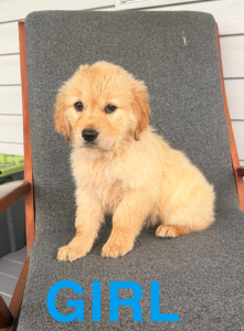 Golden Retriever – Lawrence