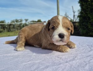 Cavoodle – Milton