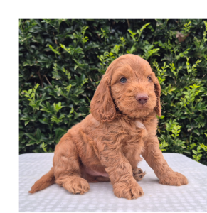 Spoodle – Milton