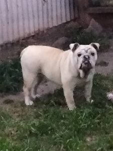 British Bulldog – Wodonga