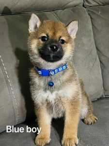 Shiba Inu – Huntingdale