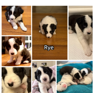 Border Collie – Baxter