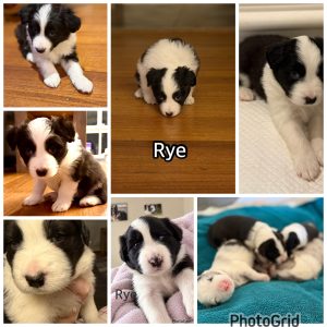 Border Collie – Baxter
