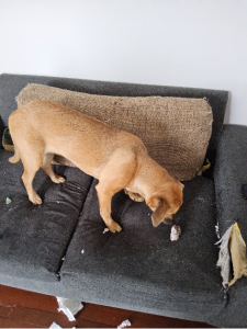 Dogs – Kingston