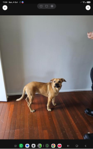 Dogs – Kingston