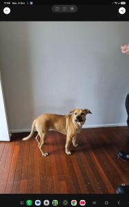 Dogs – Kingston