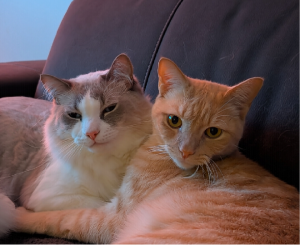 Domestic Medium Hair (DMH) – Rochedale South