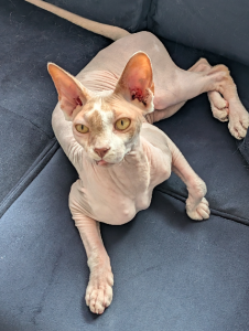 Sphynx – Rochedale South