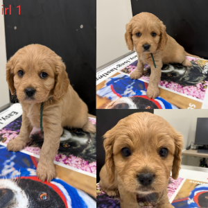 Cavoodle – Boondall