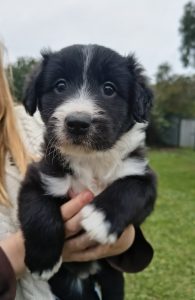 Bearded Collie – Naracoorte
