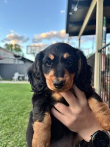 Dachshund – Narrandera