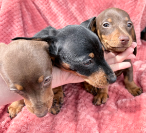 Dachshund – Loch
