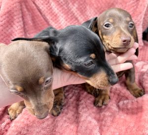 Dachshund – Loch