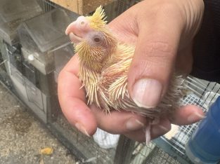 Cockatiel – New South Wales