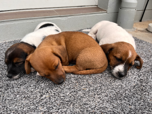 Jack Russell – Pittsworth