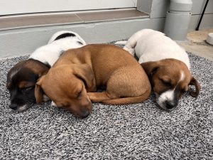 Jack Russell – Pittsworth