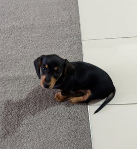 Miniature Dachshund – Penrith